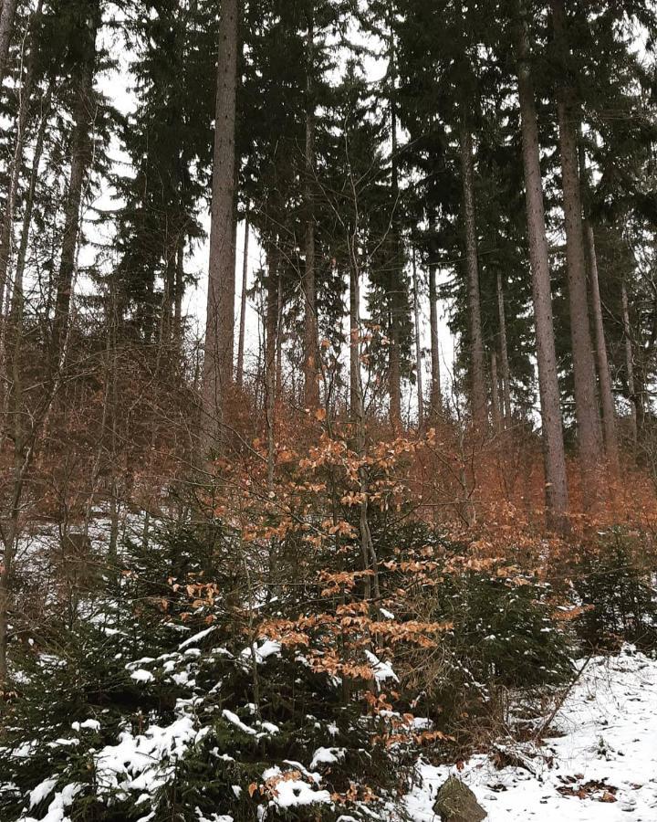 Haus Stefanie Elvire Appartement Altenberg Buitenkant foto